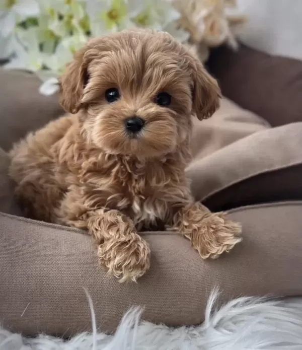 Türkiye’nin En Özel Maltipoo Yavruları