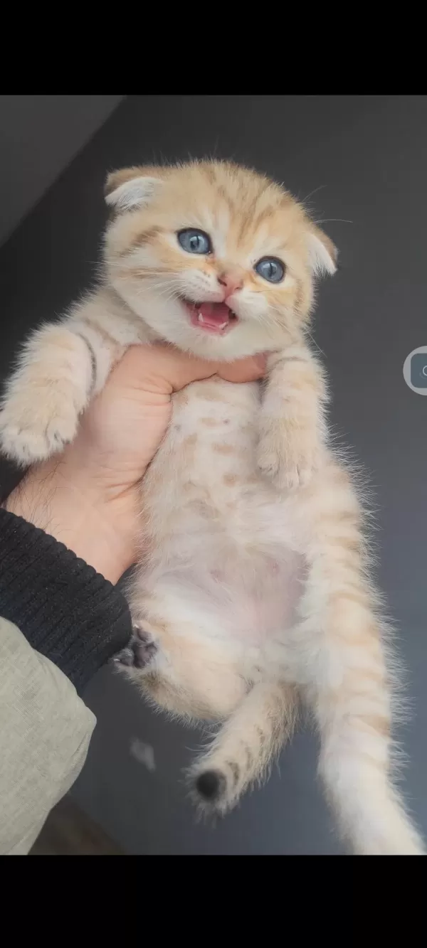 Scottish Fold Kedisi