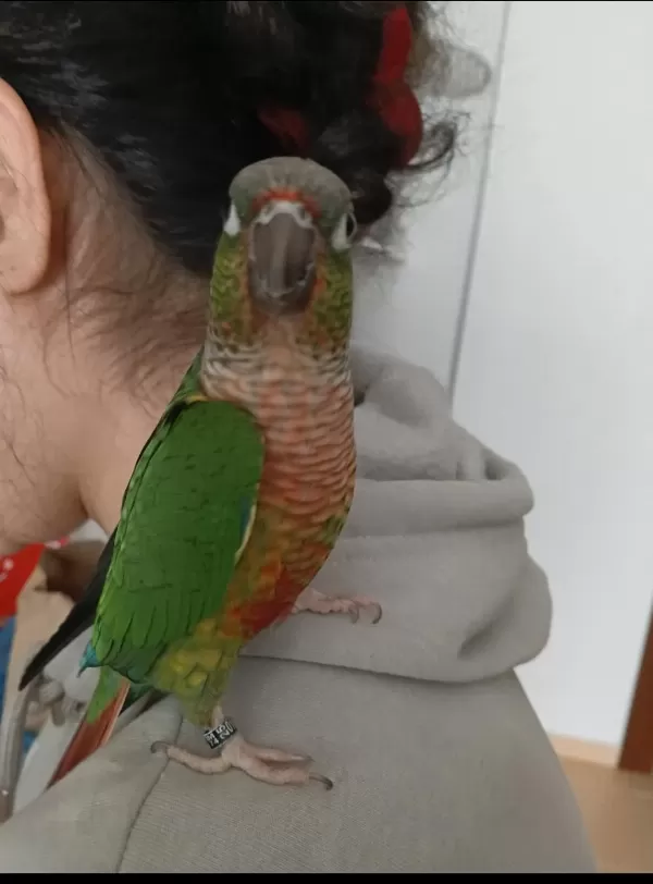 Green Check Konur Papağanı