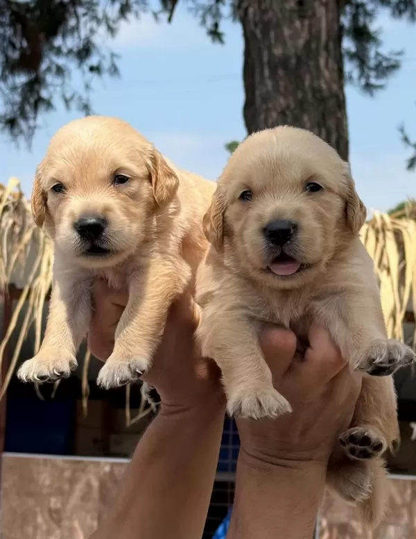 Golden Retriever Yavrularımız