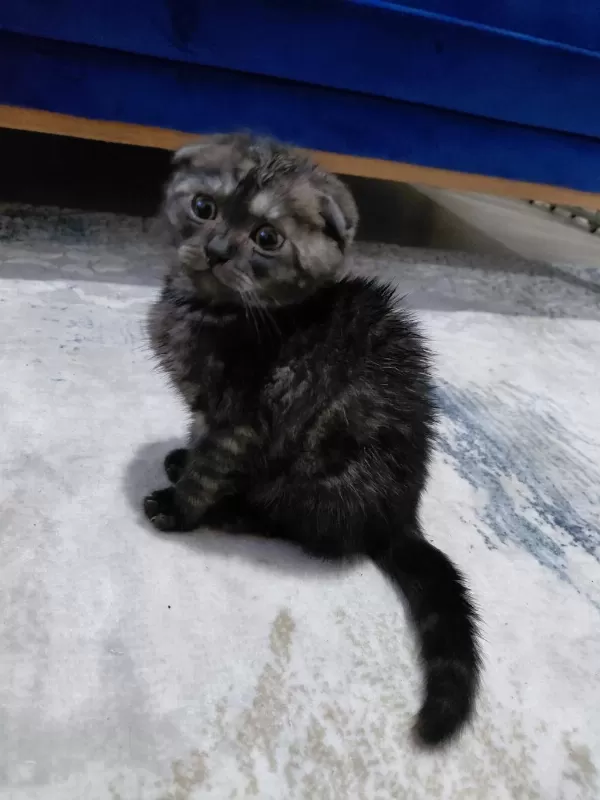 Sahibinden Sahiplendirilecek Scottish Fold
