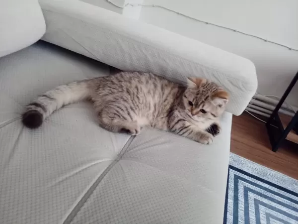 British Shorthair 5 Aylık Kedimiz