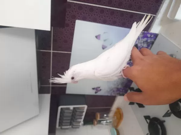 Full Evcil Bilezikli Yavru Sultan Papağanları