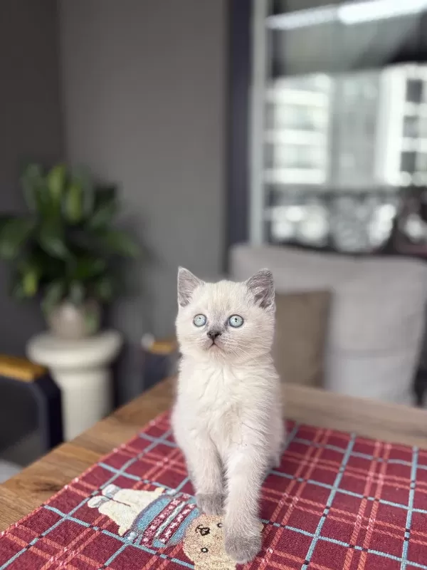 Ev Ortaminda Büyüyen British Shorthair Yavrular