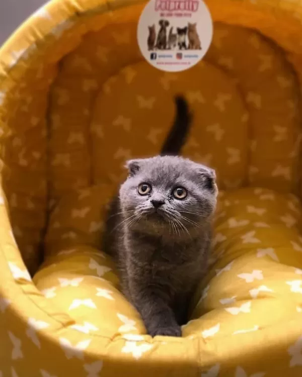 Scottish Fold Gri Yavrularim