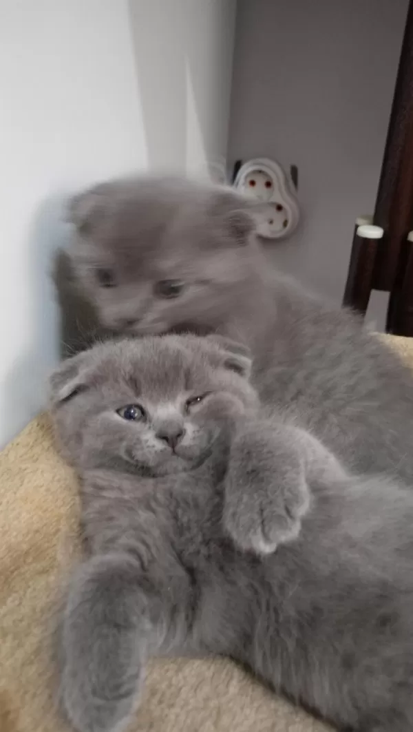Sahibinden Scottish Fold Yavrular