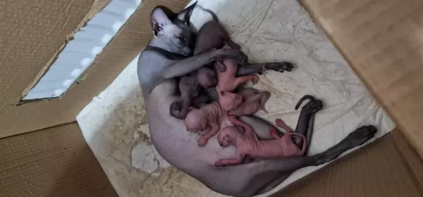 Minicik Sphynx Yavruları