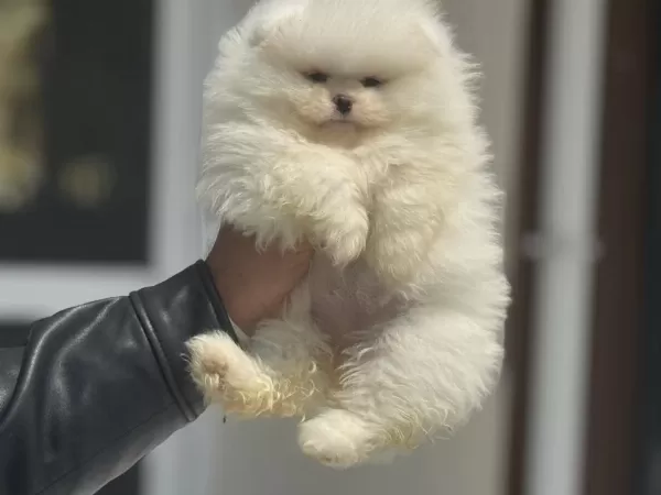 Petmode Köpek Çiftliğinden Tedy Face Pomeranian