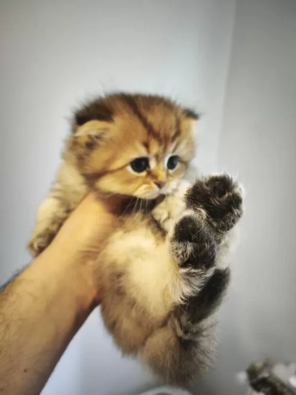 Mamaya Düştüler Safkan Scottish Fold Yavrular