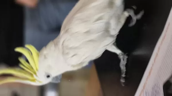 Evcil Sülfür Kakadu Konuşur