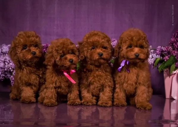 Kore Toy Poodle Yavruları