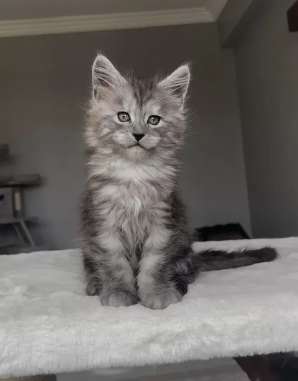 Blacksmoke Maine Coon Yavruları Granddesign Cattery
