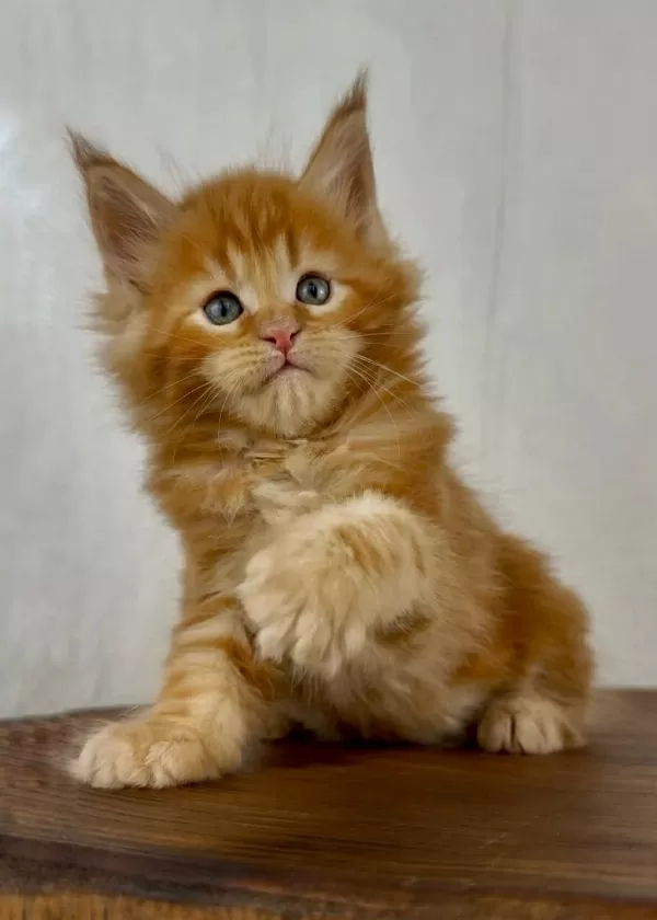 Maine Coon Erkek Üst Kaliteli Wcf