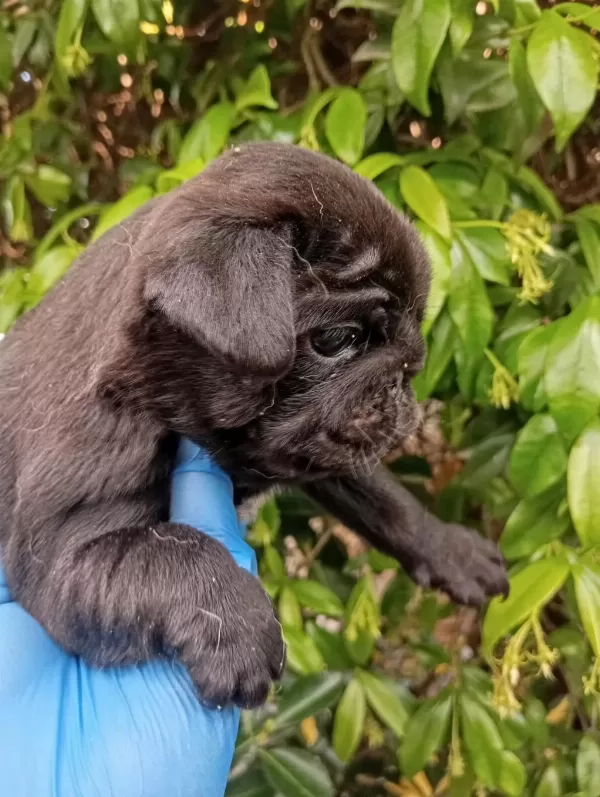 A Kaliteli İrk Ve Sağlik Garantili Pug Mops Bebekler