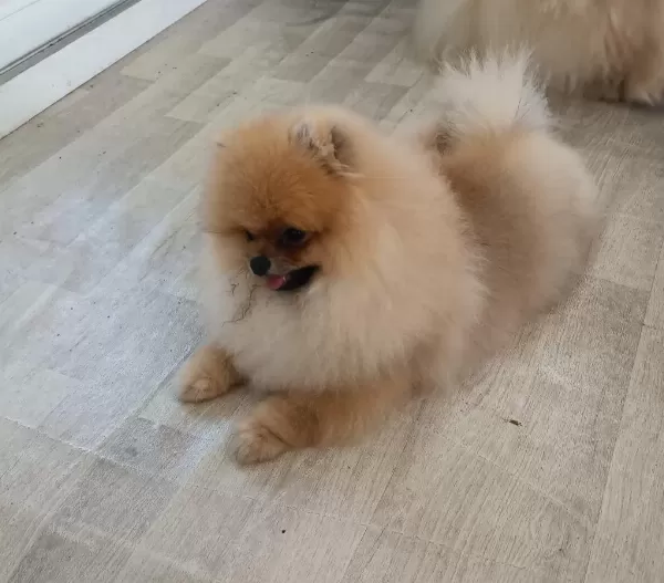 Pomeranian Boo Köpeği
