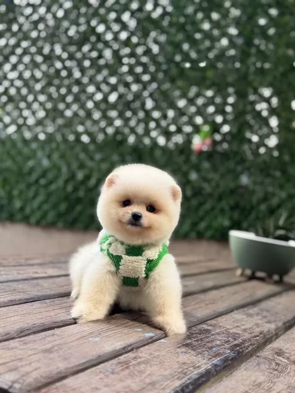 Yavru Pomeranian Boolarımız