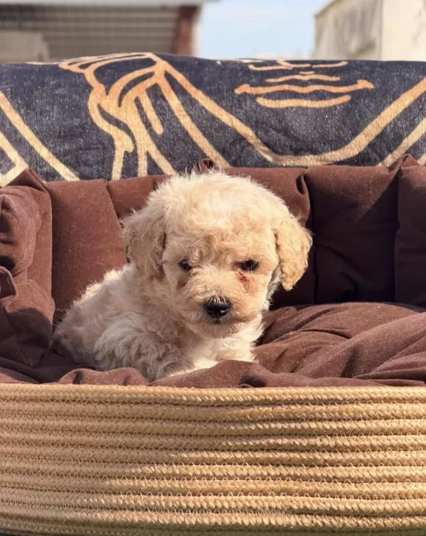 Süper Teacup Maltipoo Kore
