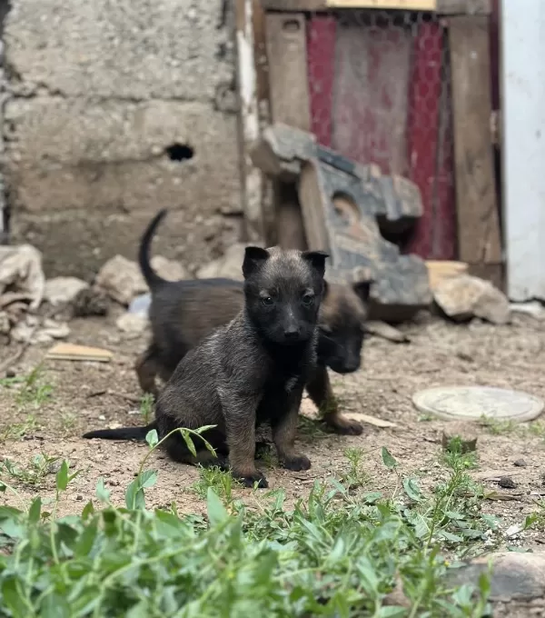 Son Üç Yavru Malinois Yer Kmaraş