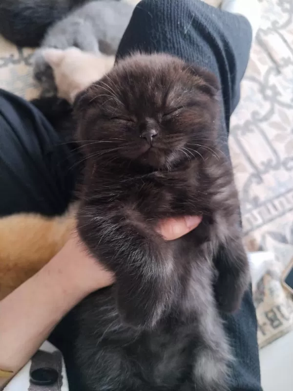 Scottish Fold Yavruları