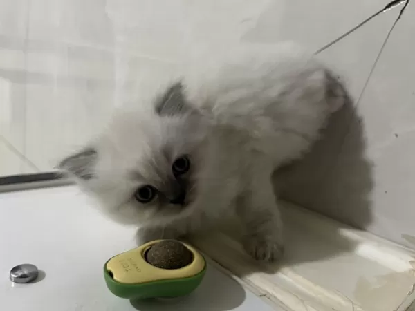 Dişi Cins Kedimiz Sizi Bekliyor