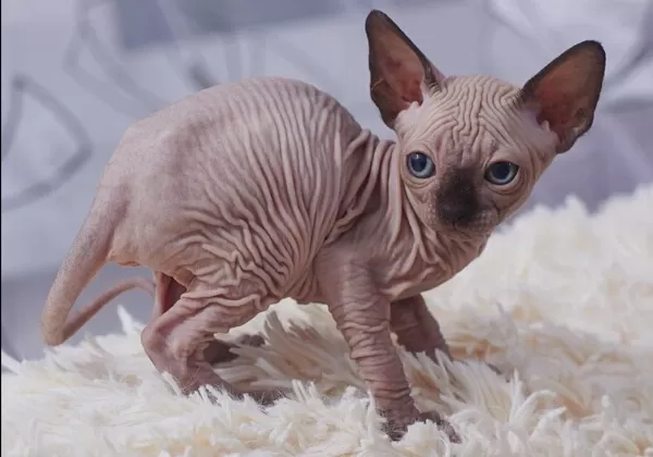 Sphynx Sfenks Yavrular
