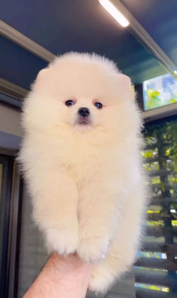 A Kalite Pomeranian Boo Yavruları