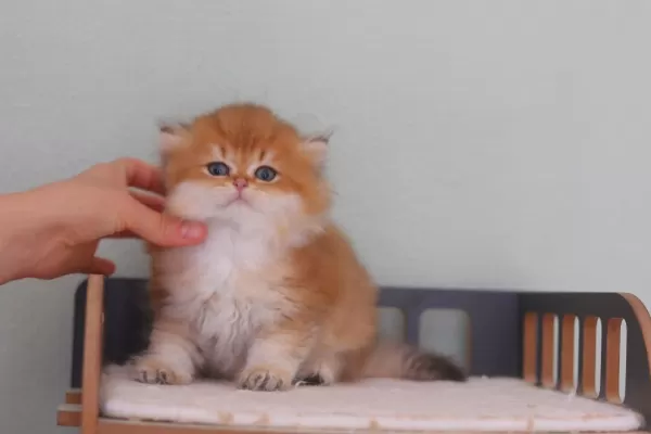 Safkan British Longhair Erkek