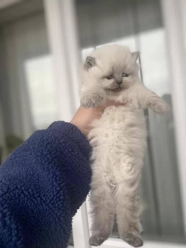 Erkek Dişi Mevcut Çok Aa Kalite Kediler Değerinde Verilir