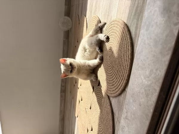Masmavi Gözlü Erkek British Shorthair