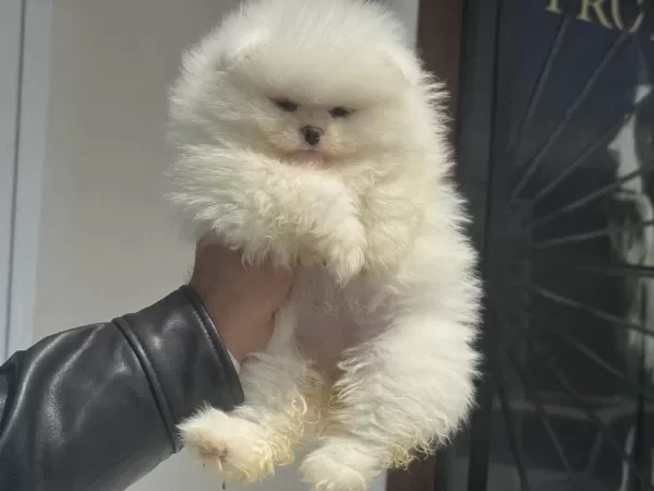 Petmode Köpek Çiftliğinden Tedy Face Pomeranian