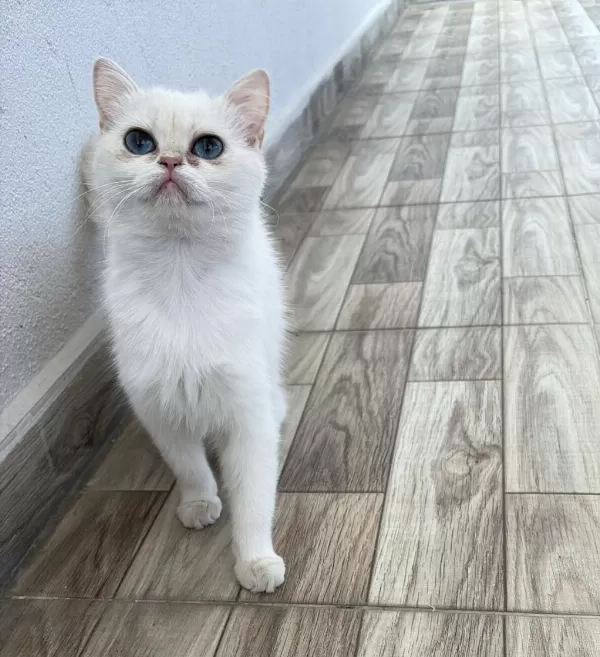 Pamuk Prenses Kedimiz