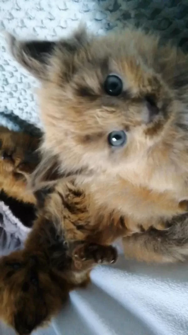 1 Aylık Maine Coon Miniler