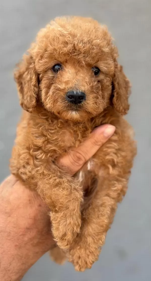 Standart Poodle Çok Şeker Yavrularım