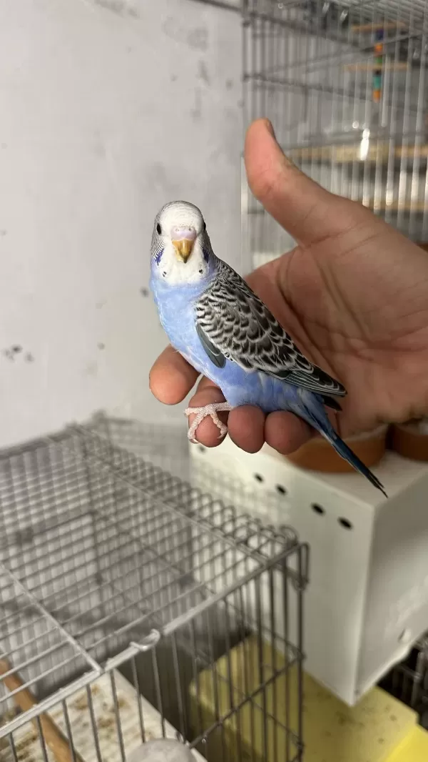 Acil Muhabbet Kuşlar 300 Ve 400 Gelen Alır
