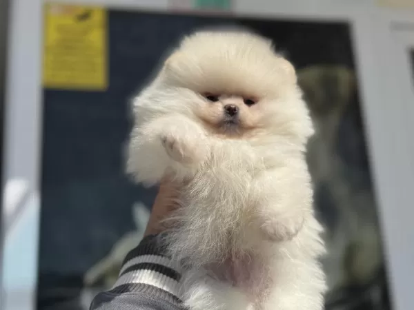 Petmode Köpek Çiftliğinden Tea Cup Pomeranian