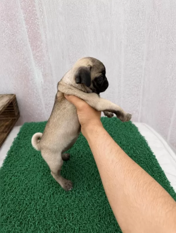 Pug Mops Yavrular Sıfır Burun Gül Kuyruk