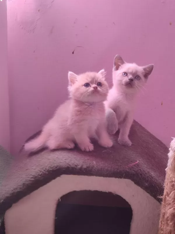 4 Erkek 1 Dişi A Kalite Kedilerimiz Yuva Ariyor
