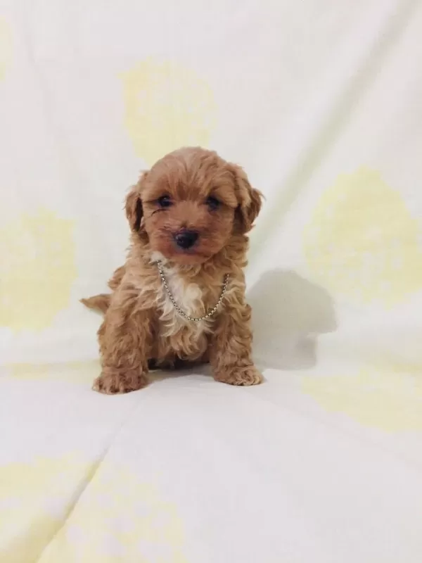 Maltipoo Can Dostlar Orijinal