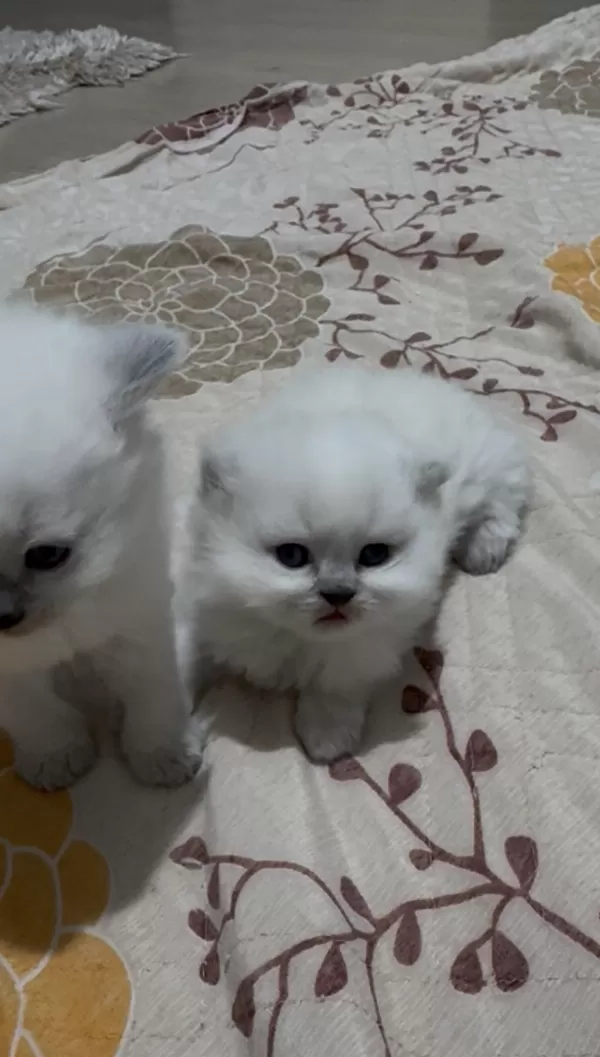 Scottish Longhair Bebeklerimiz