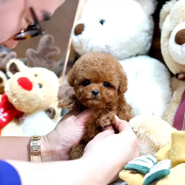 Mini Boy Poodle Bebeklerimiz