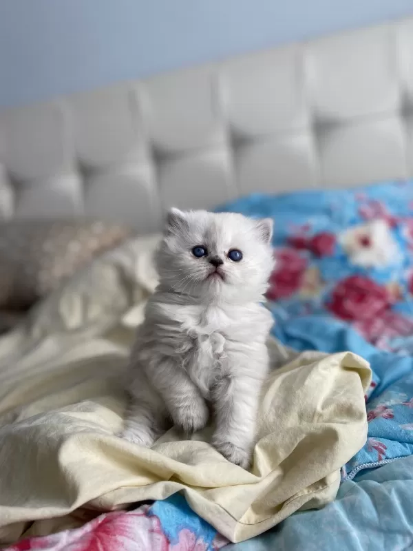 1 Buçuk Aylık Cinsiyeti Net Olarak Belli Olmayan Kedimiz