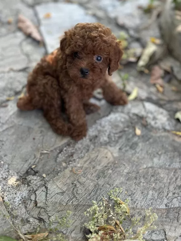 Teacup Premium Poodle Yavrularımız