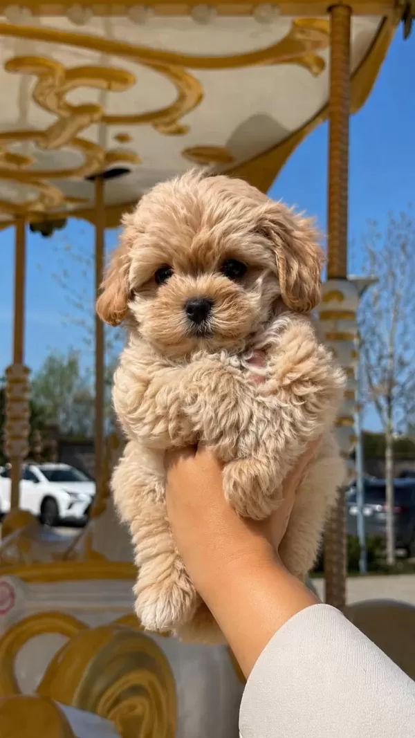 Maltipoo Yavrularımız Teacup Boy Kore