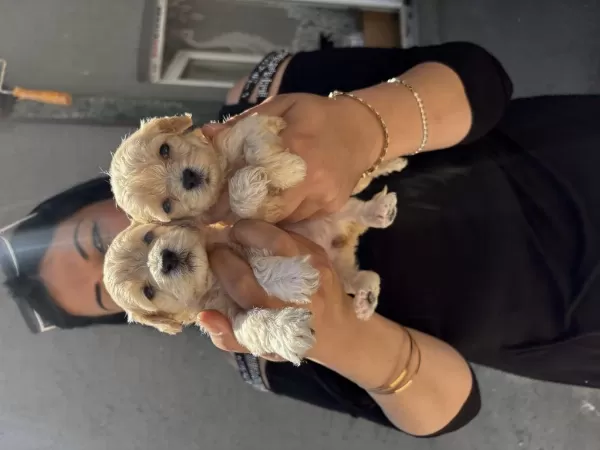 Ufacık Maltipoo Yavrularım