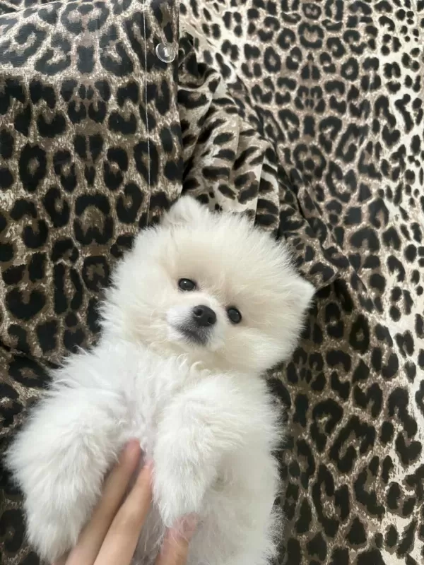 Pomeranian Dişi Üst Kaliteli