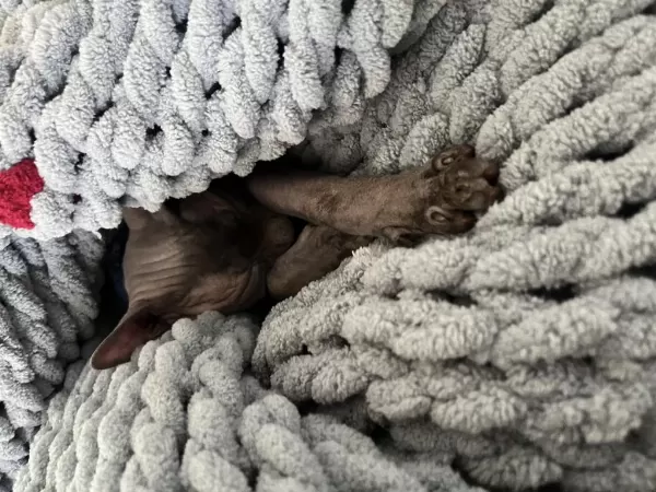 Safkan Erkek Sfenks Kedi