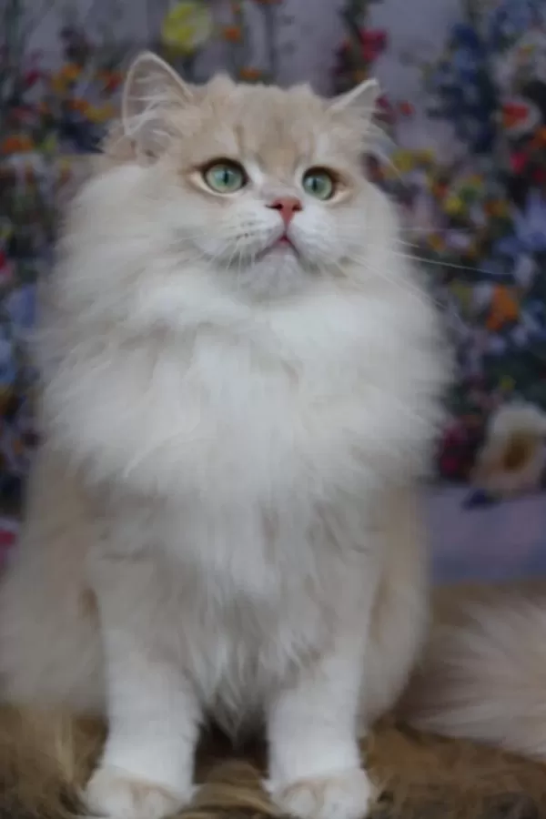 British Longhair Erkek