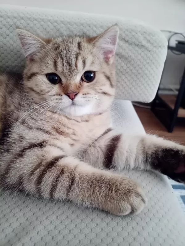 British Shorthair 5 Aylık Kedimiz