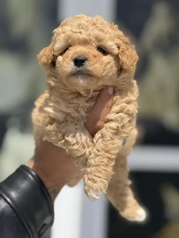Çok Özel Tea Cup Kore Maltipoo Yavrularımız