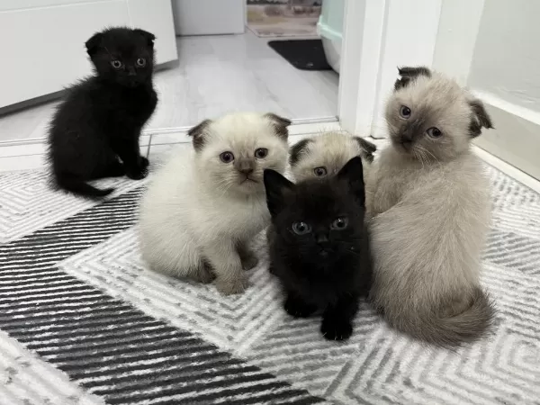 6 Adet Yavru Kedimiz Darıca Merkezdeyiz